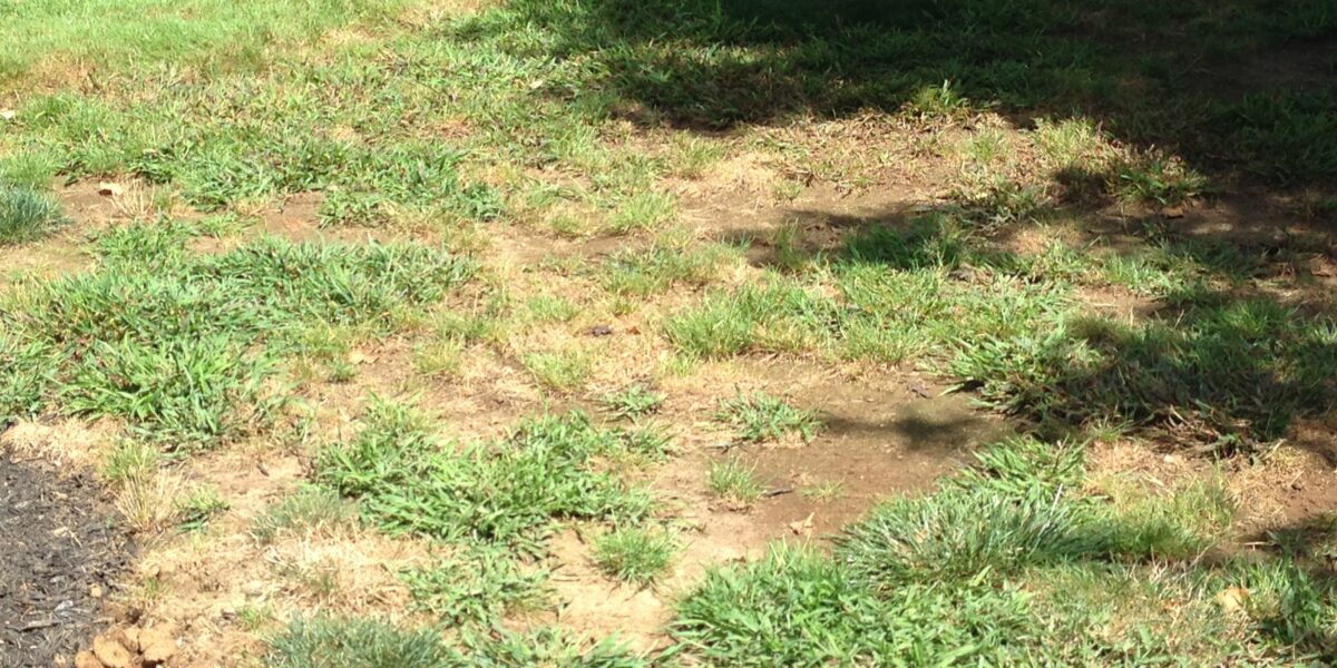 Brown Patches in Grass