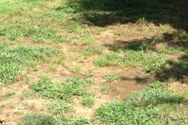 Lawn Care – Why We Discourage Spring Seeding